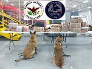 BINOMIOS CANINOS DE LA GUARDIA NACIONAL LOCALIZARON DROGA EN EL AEROPUERTO DE QUERÉTARO.