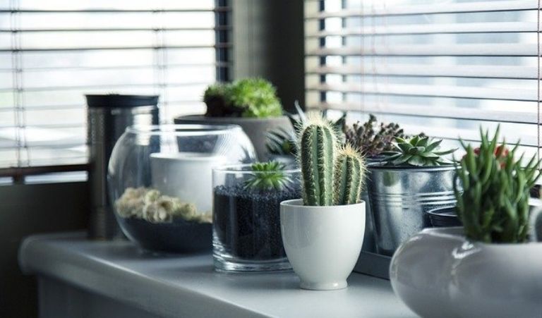 ¿Eres amante de las plantas? Estos son los beneficios de tenerlas en casa