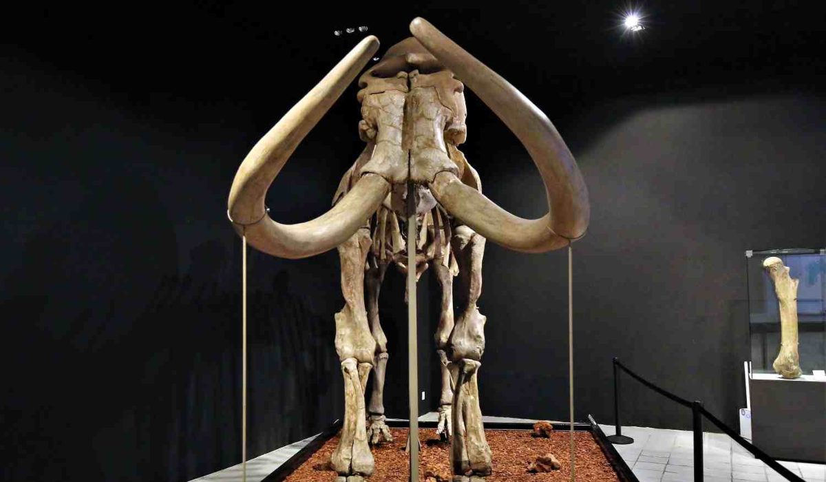 Mamut gigante llega a Toluca, te contamos dónde estará exhibido 