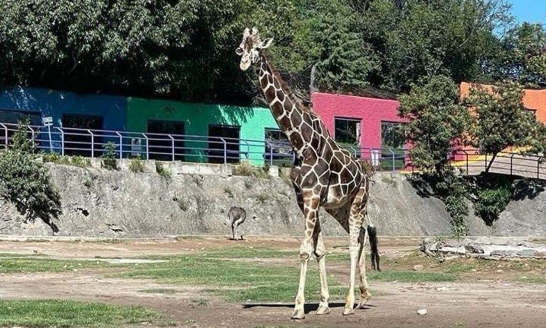 De luto zoológico de Tlaxcala por muerte de «Yoyo» la jirafa