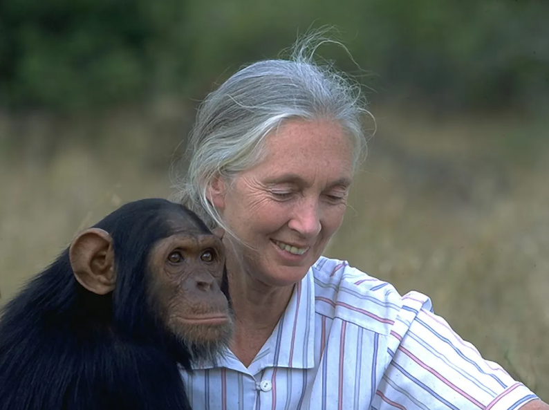 Fallece Jane Goodall, científica que dedicó su vida a los chimpancés