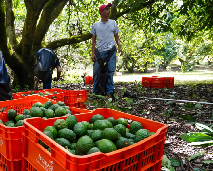 Alerta de seguridad de EU frena nuevamente envíos de aguacate michoacano